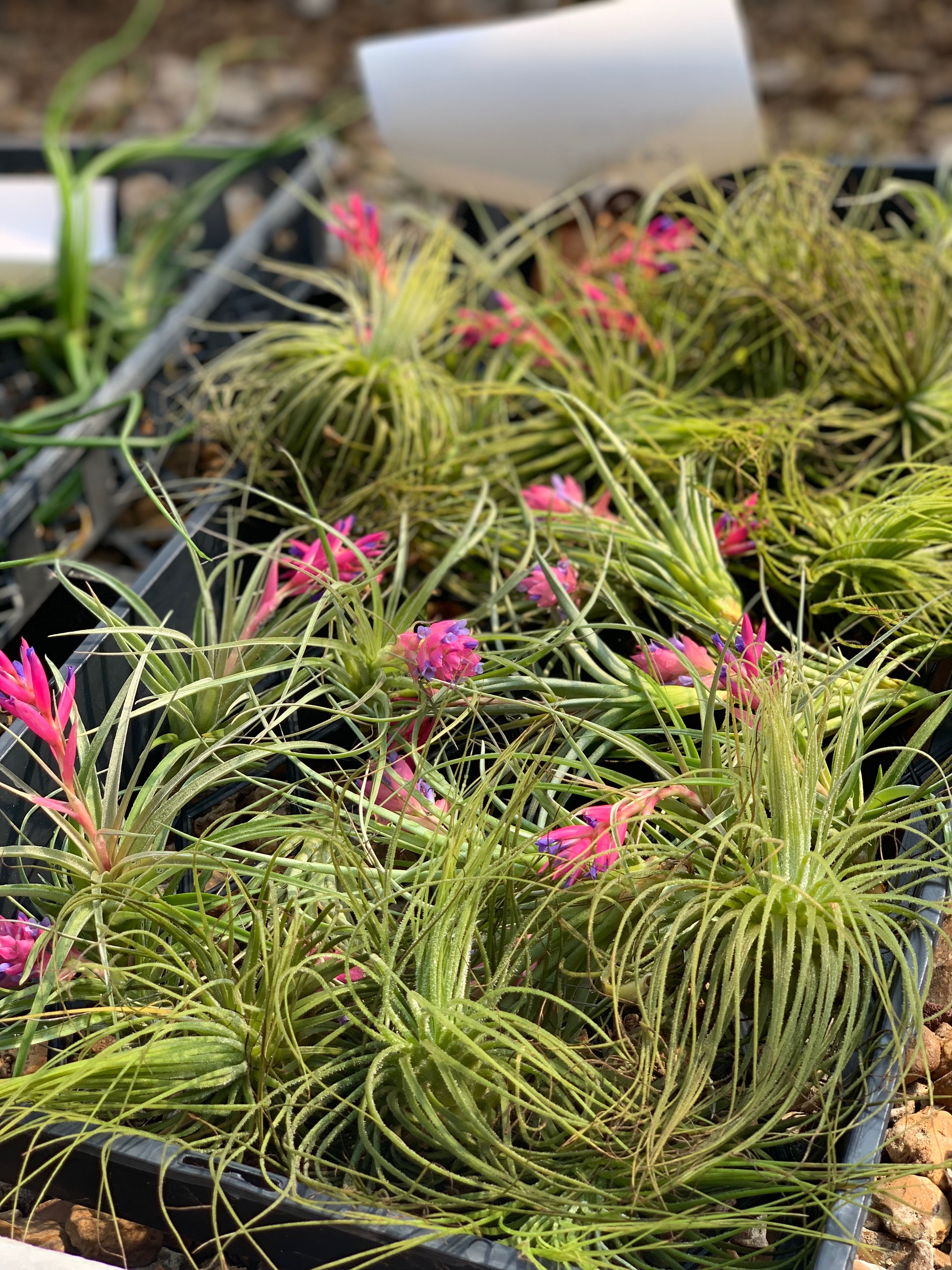 Springfield MO Garden Center & Nursery