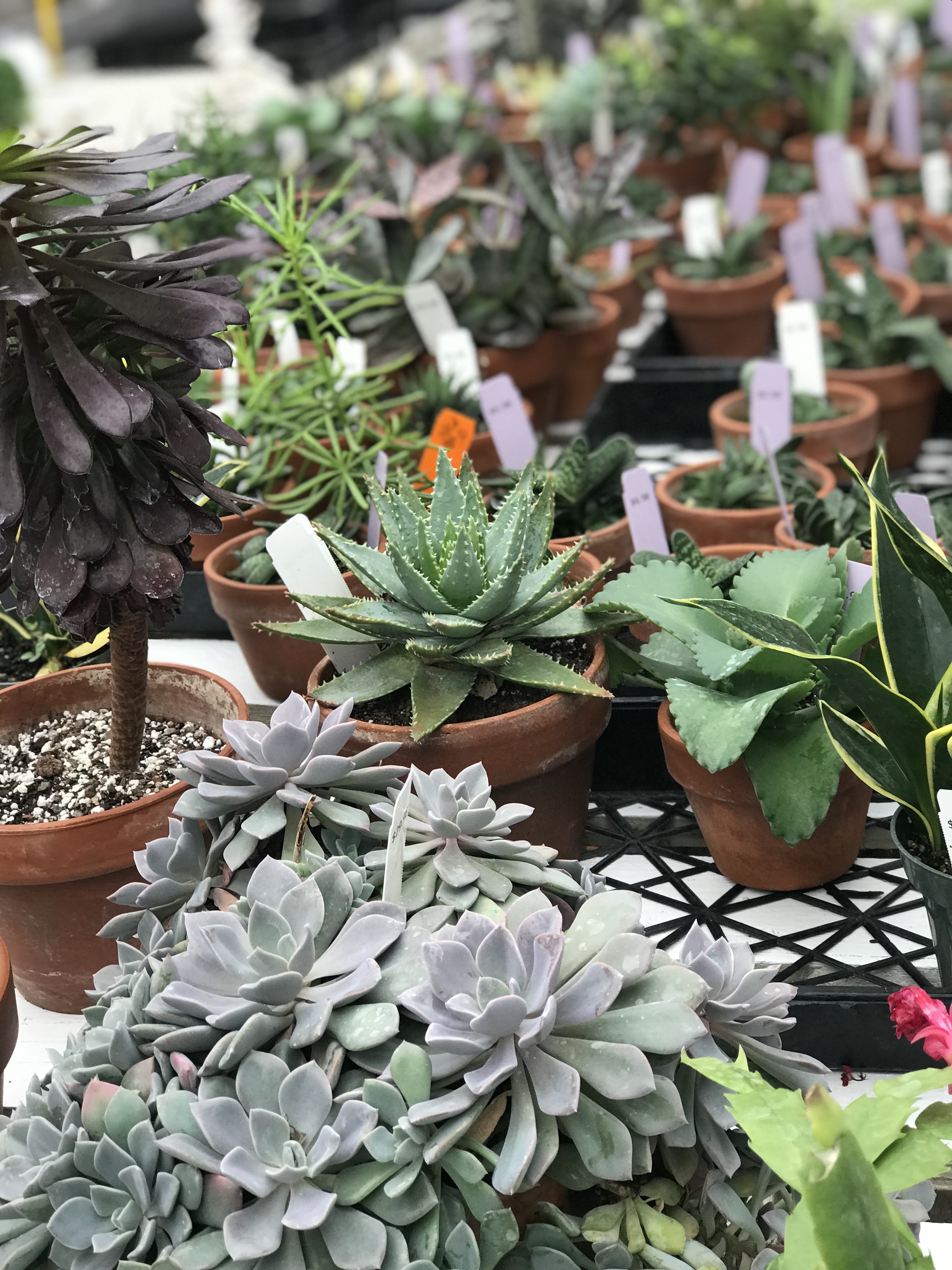 Springfield MO Garden Center & Nursery