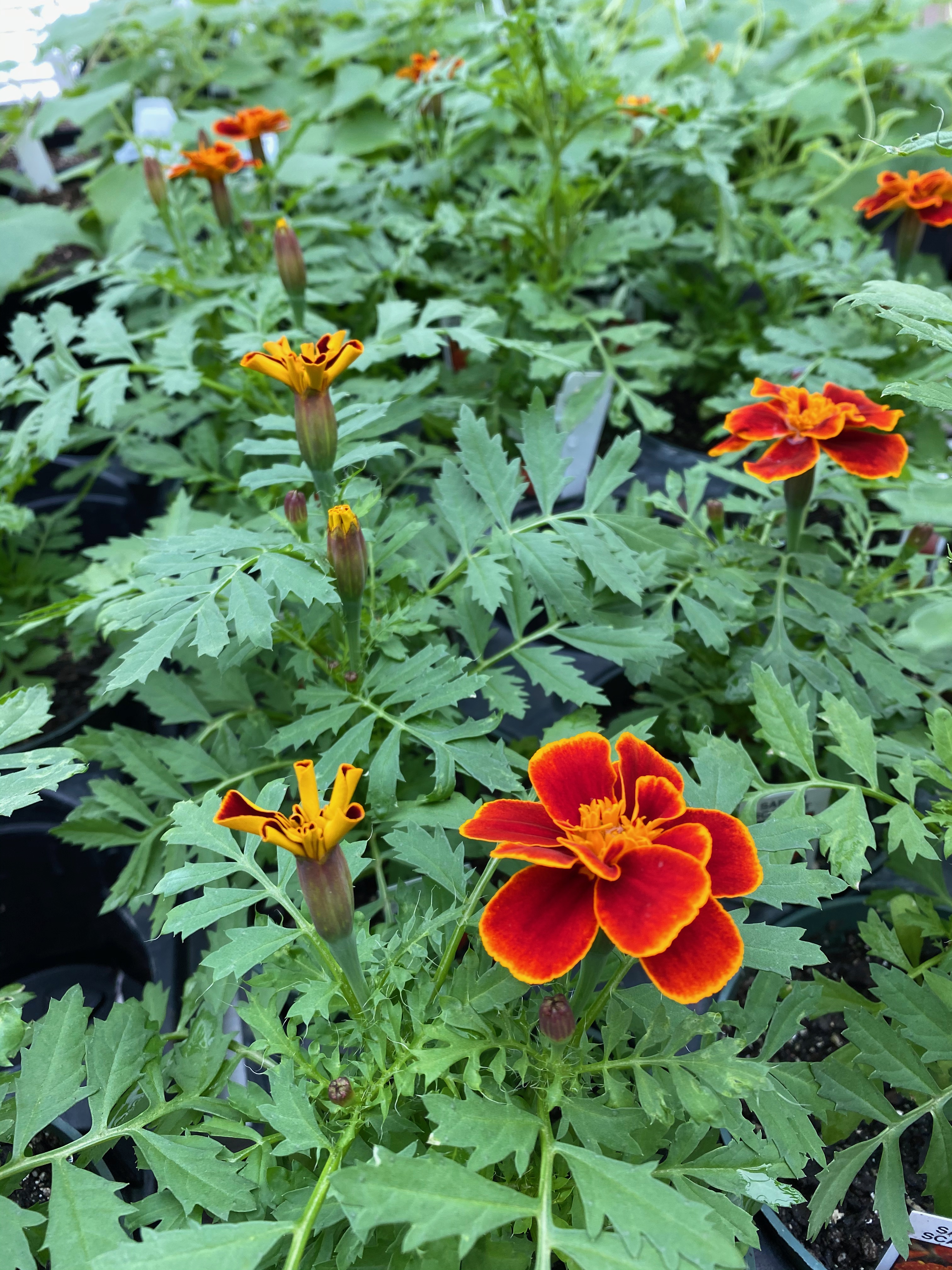 Springfield MO Garden Center & Nursery