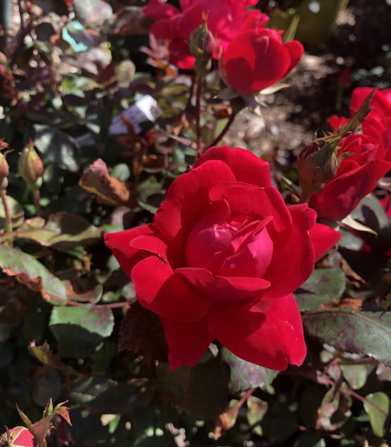 Springfield MO Garden Center & Nursery