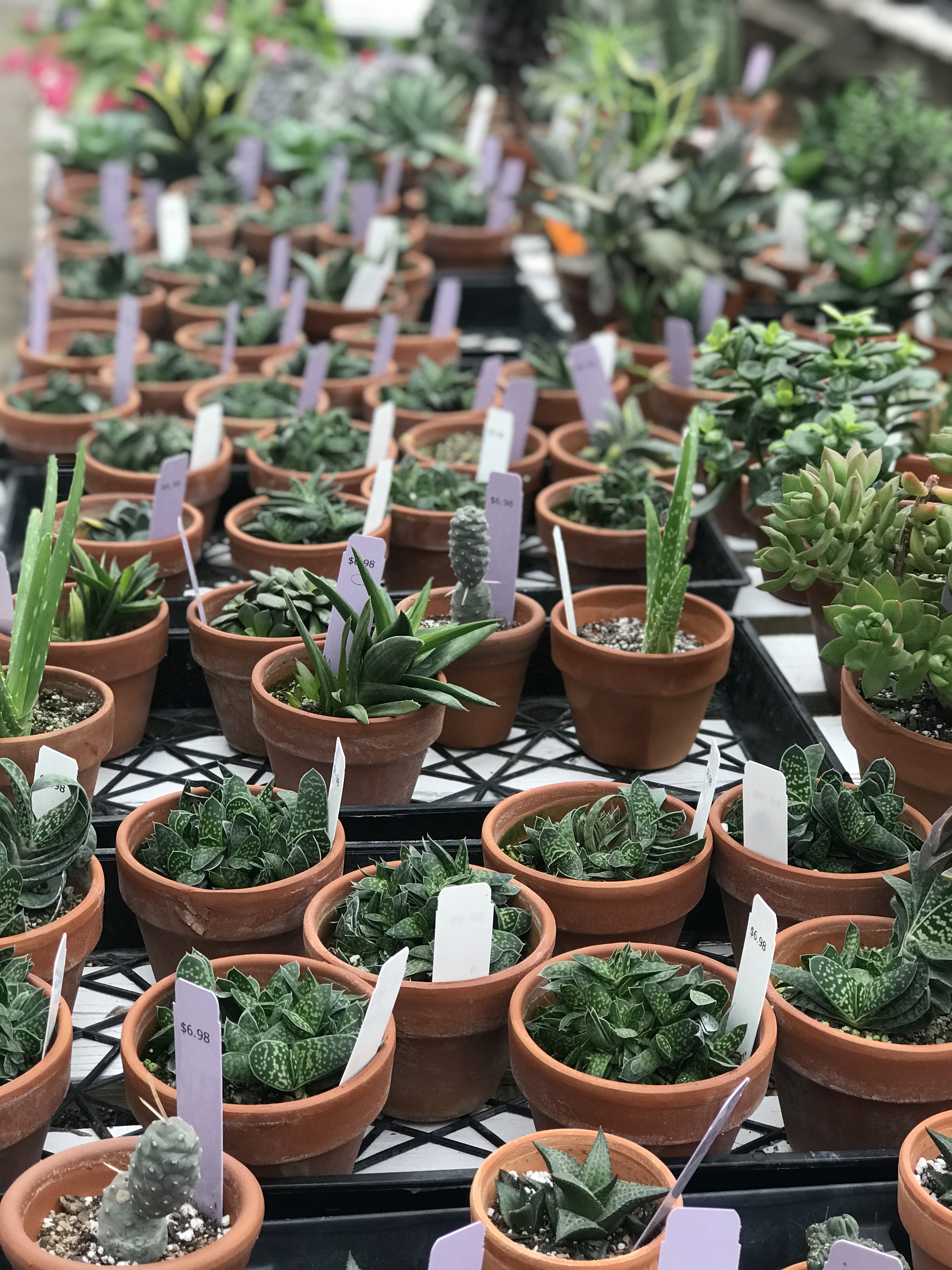 Springfield MO Garden Center & Nursery