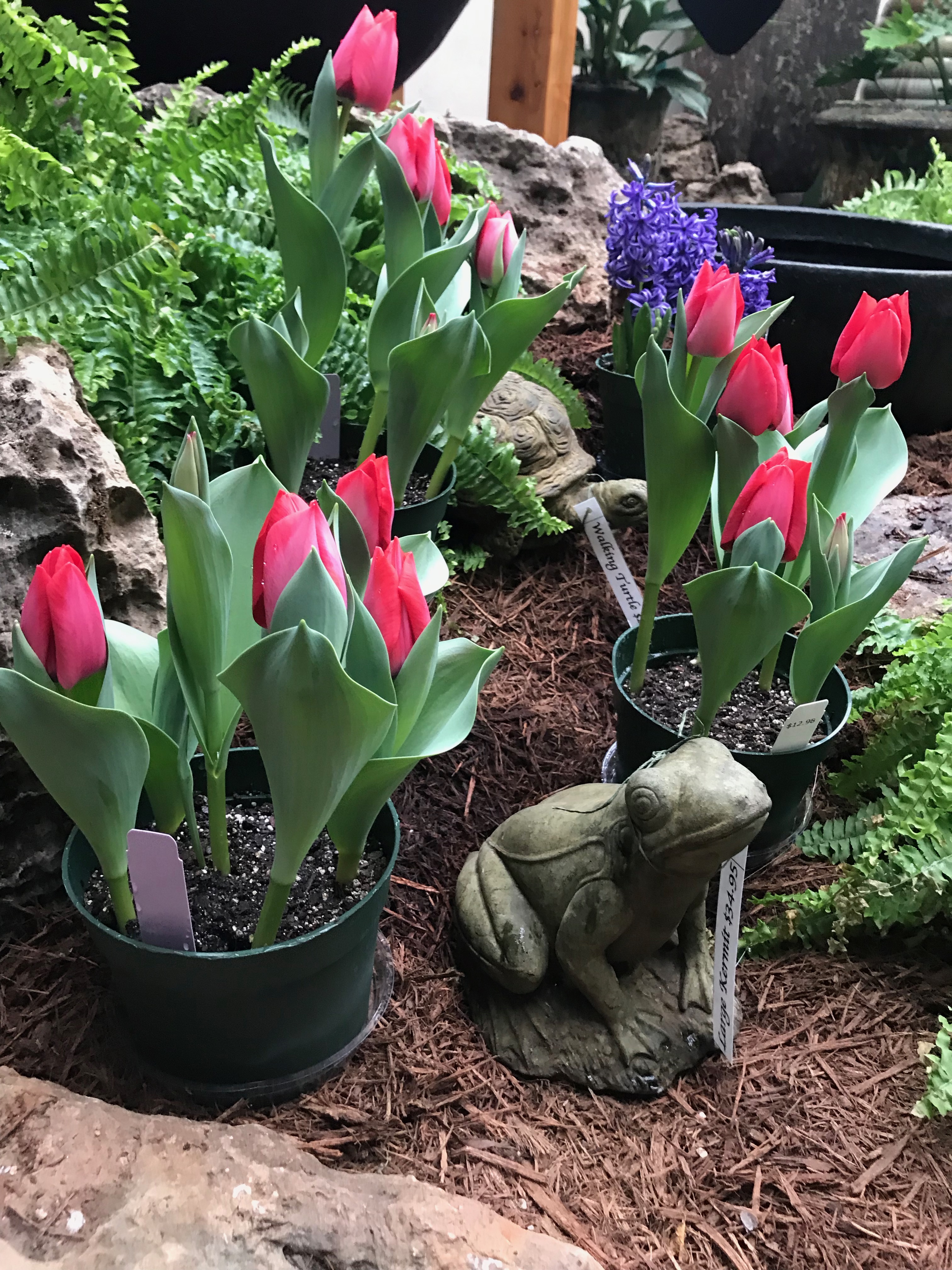 Springfield MO Garden Center & Nursery