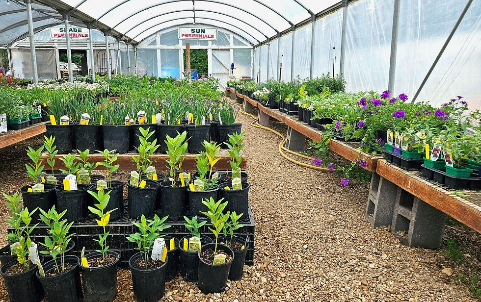 Perennial House Wickman's Garden Village Springfield Missouri