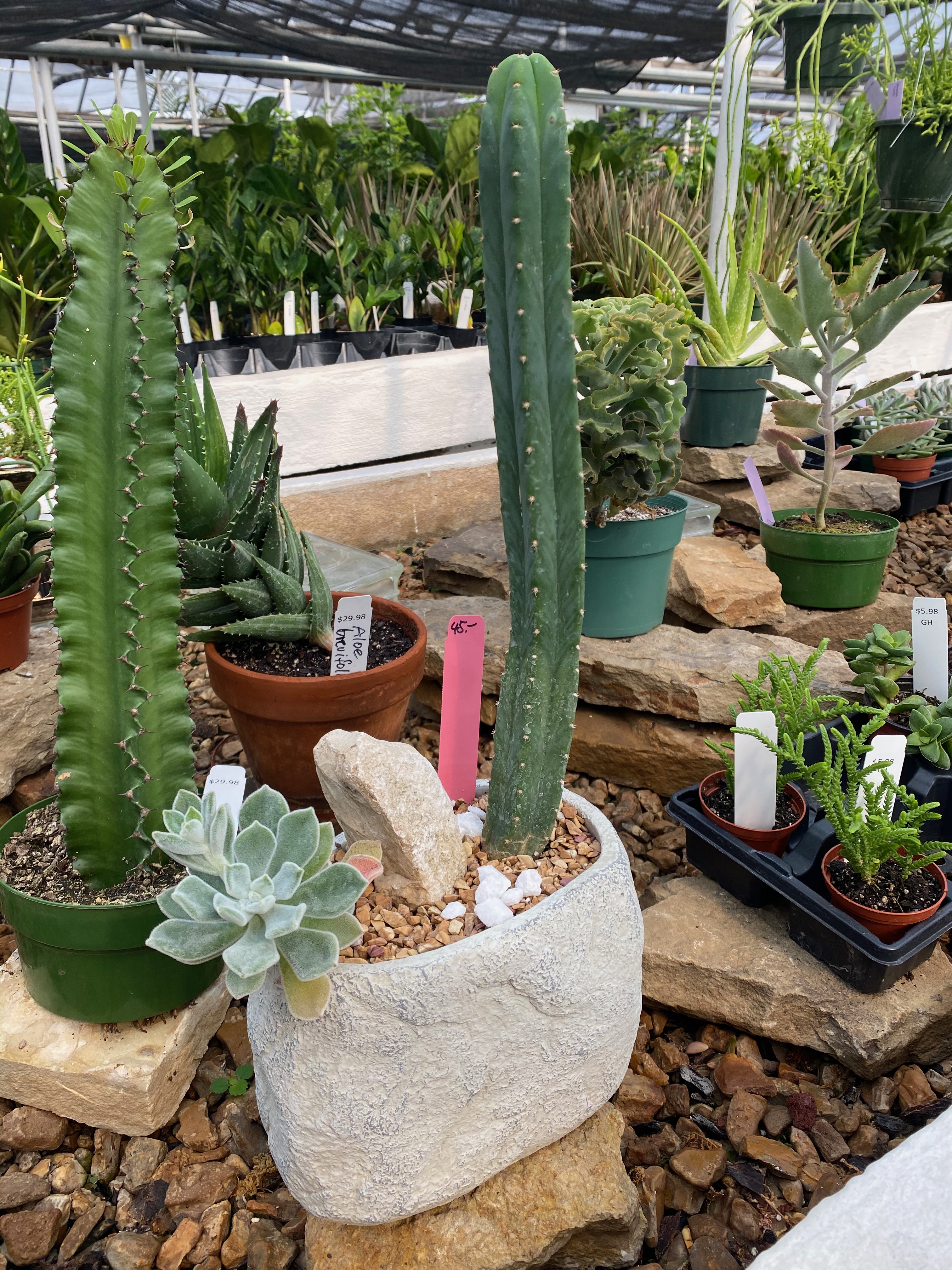 Springfield MO Garden Center & Nursery