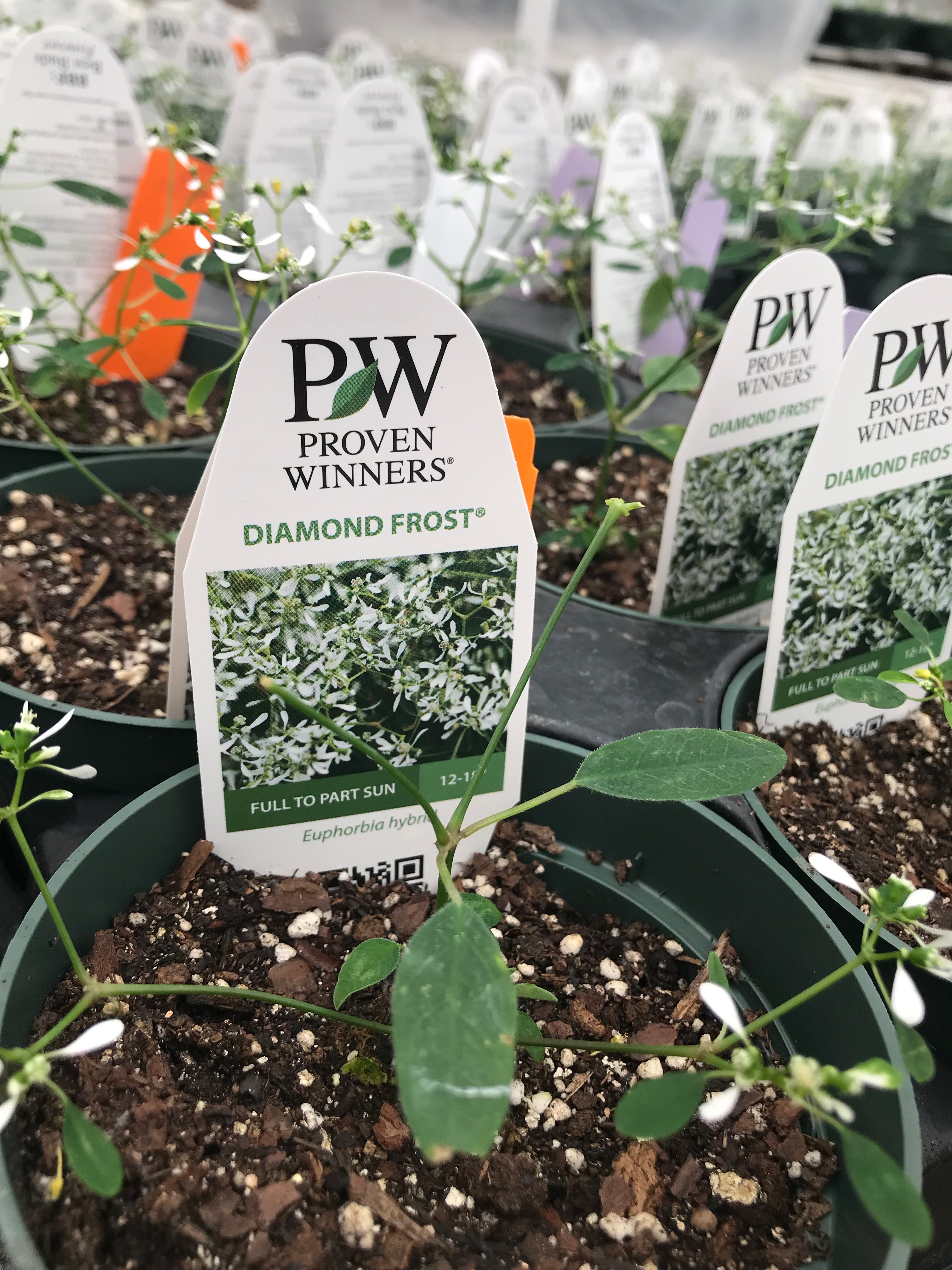 Springfield MO Garden Center & Nursery