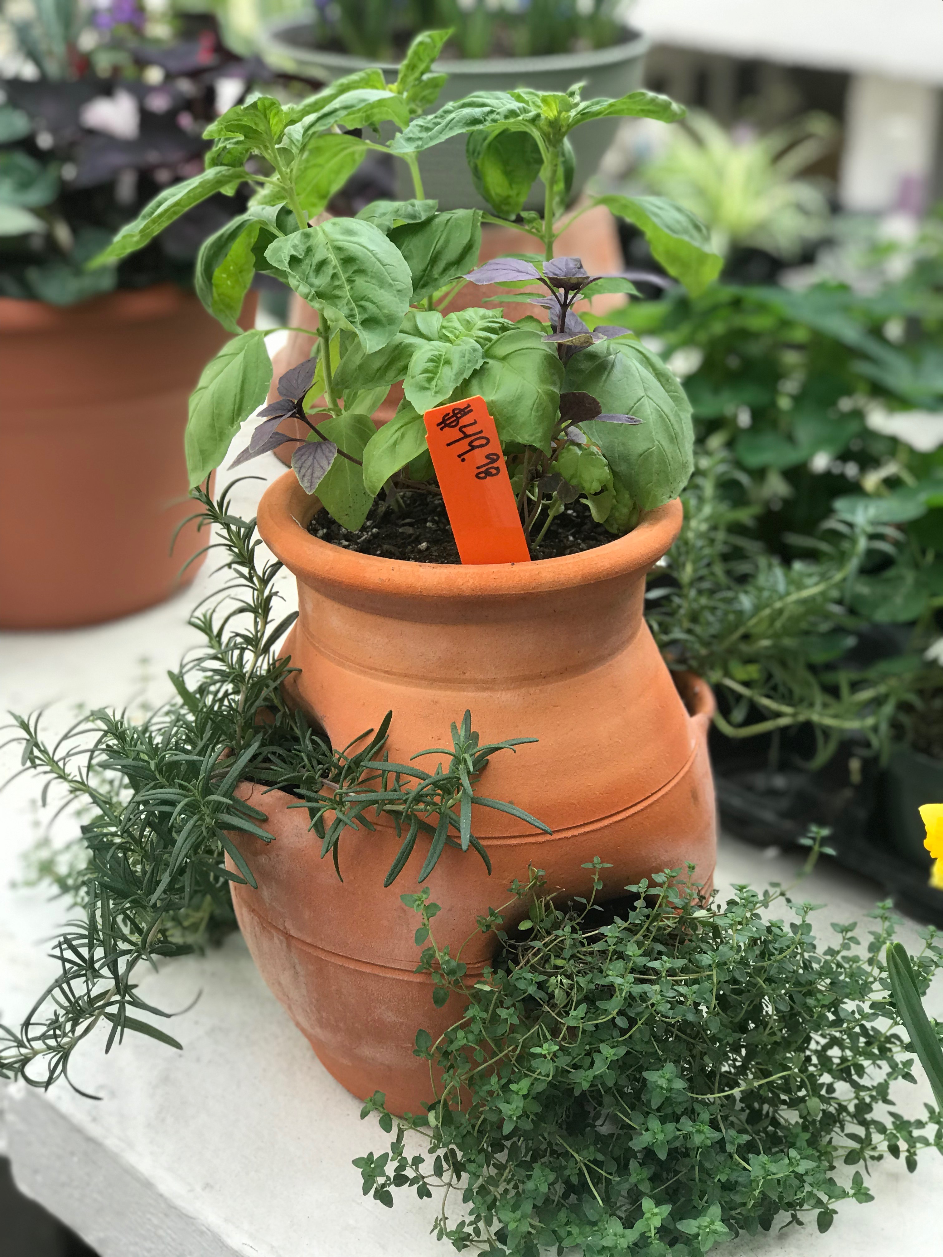 Springfield MO Garden Center & Nursery