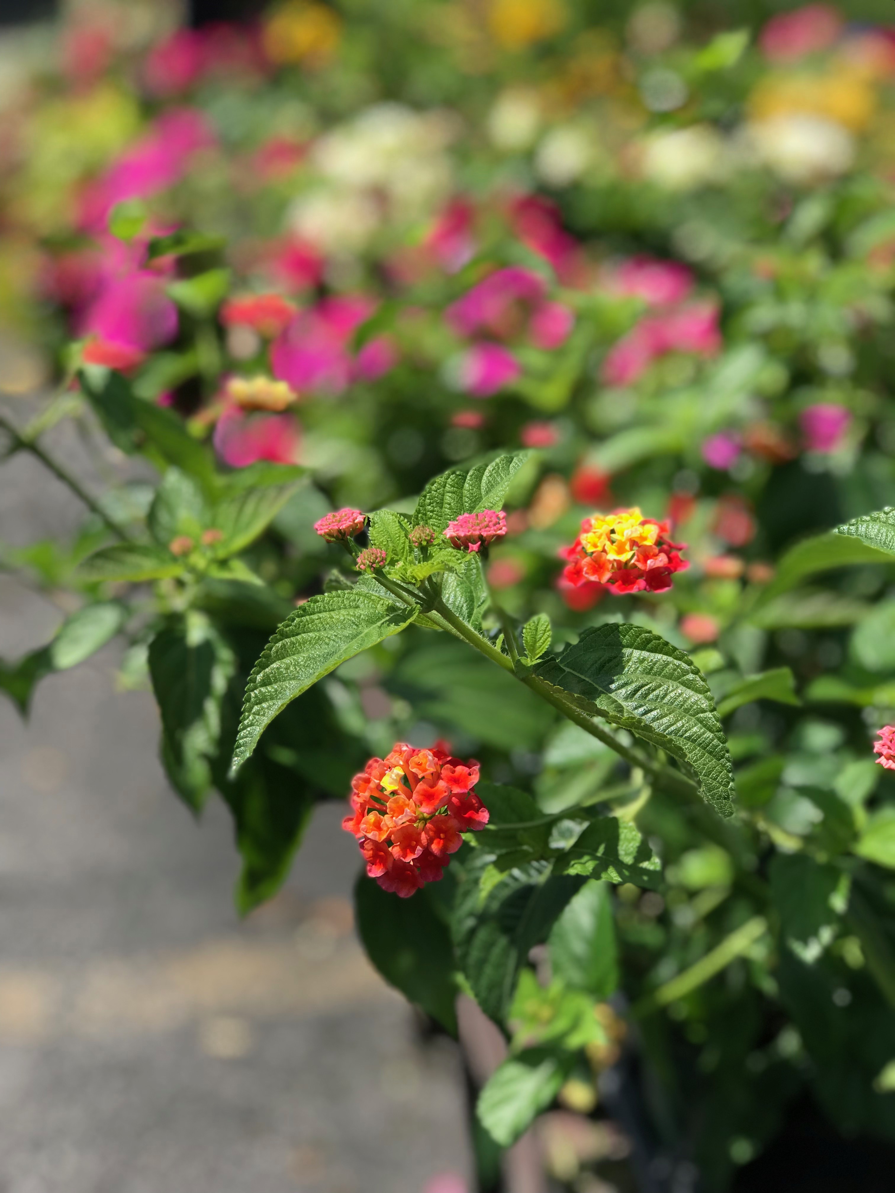 Springfield MO Garden Center & Nursery