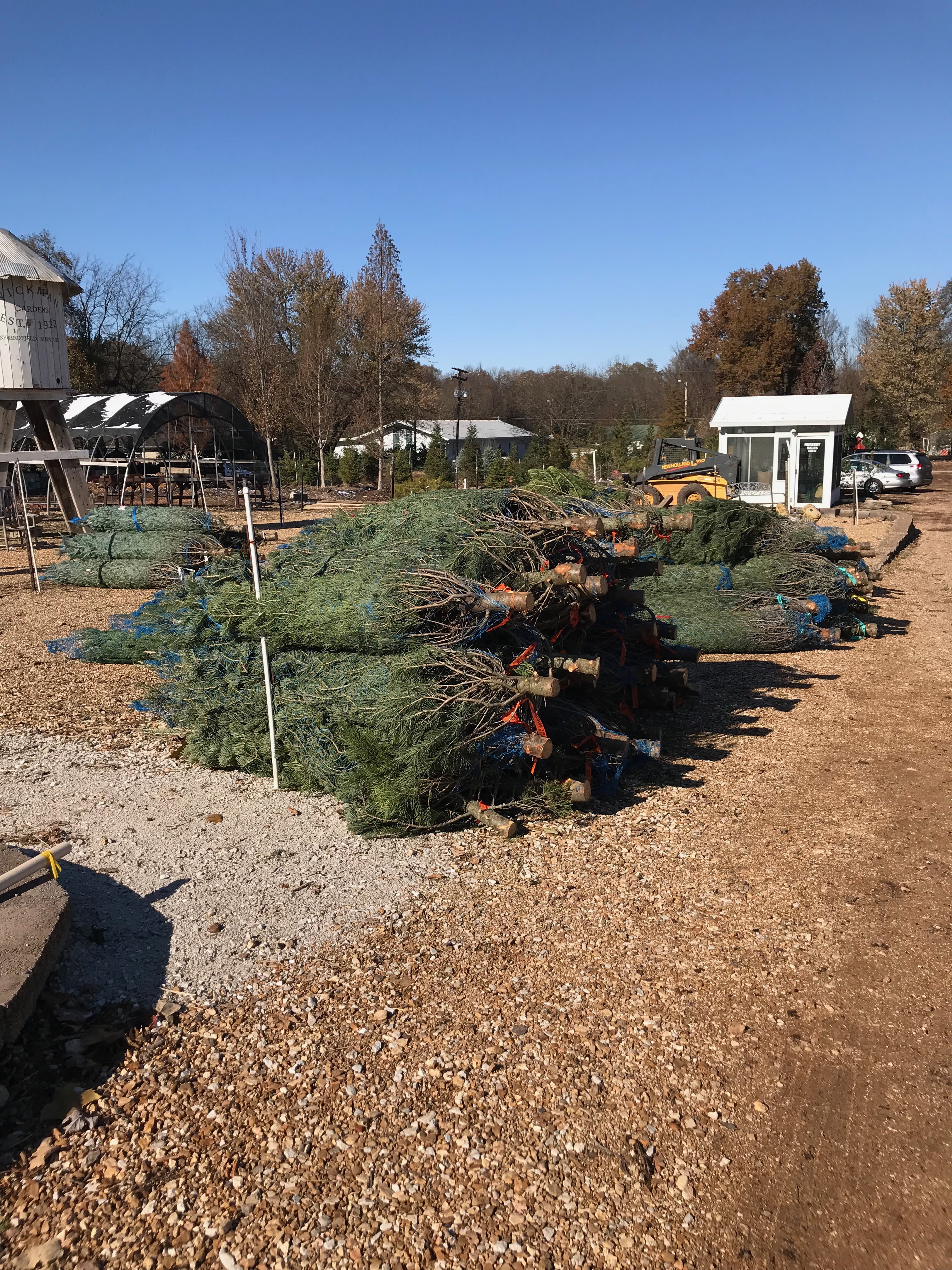 Springfield Mo Garden Center Nursery Christmas Trees