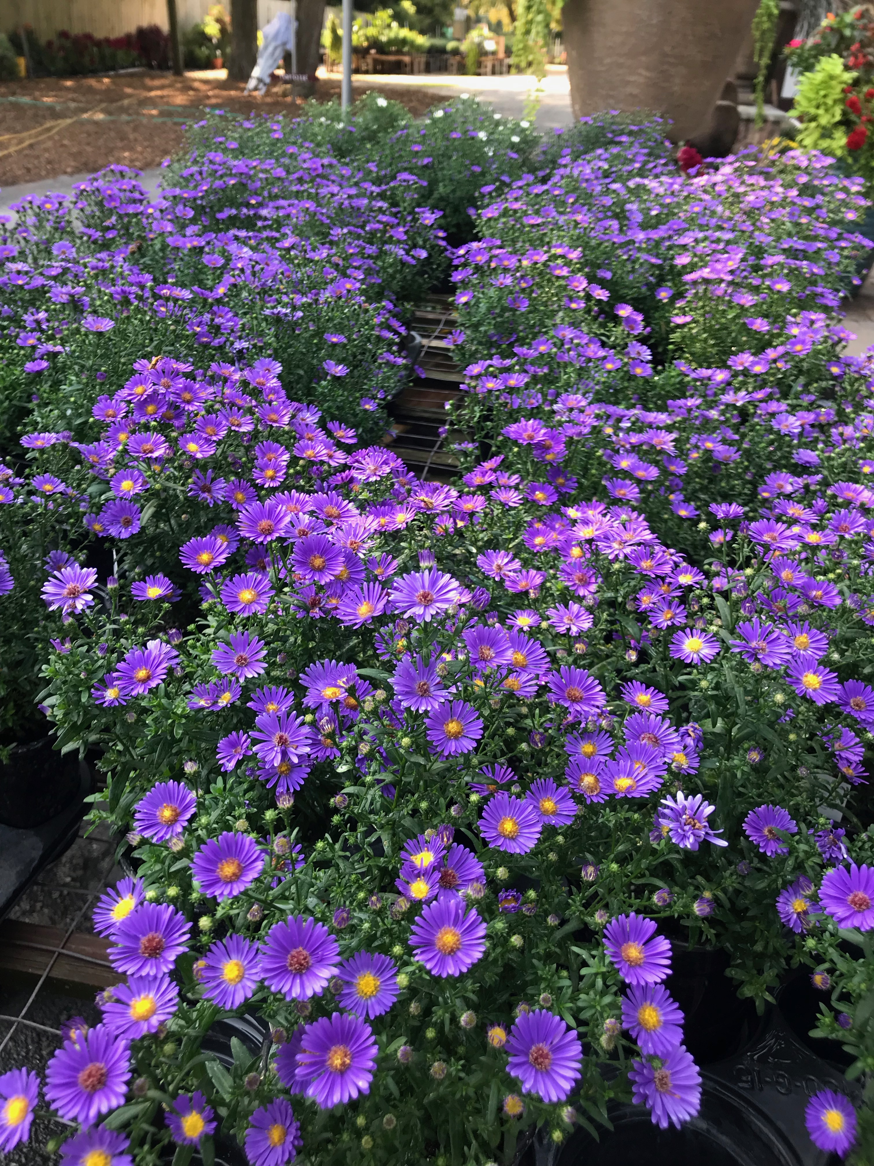 Springfield MO Garden Center & Nursery