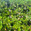 Thumbnail: Chrysobalanus icaco - Coco Plum