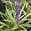 Thumbnail: Liriope muscari 'Variegata - Varigated Liriope.