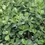 Thumbnail: Dwarf Clusia