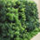 Thumbnail: Podocarpus macrophyllus - Podocarpus
