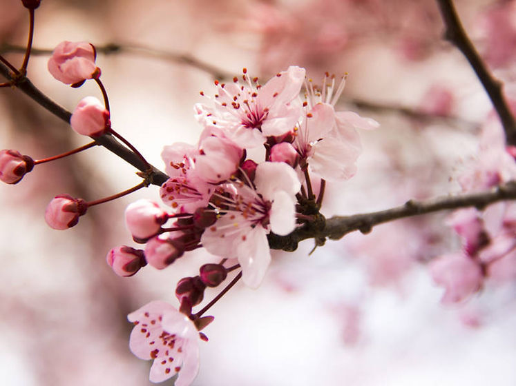 cherry blossom.jpg