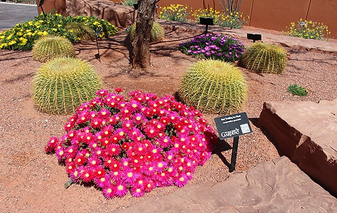Red Hills Desert Garden.png