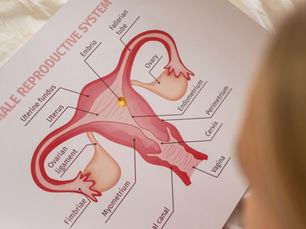 An illustration of women's reproductive organ