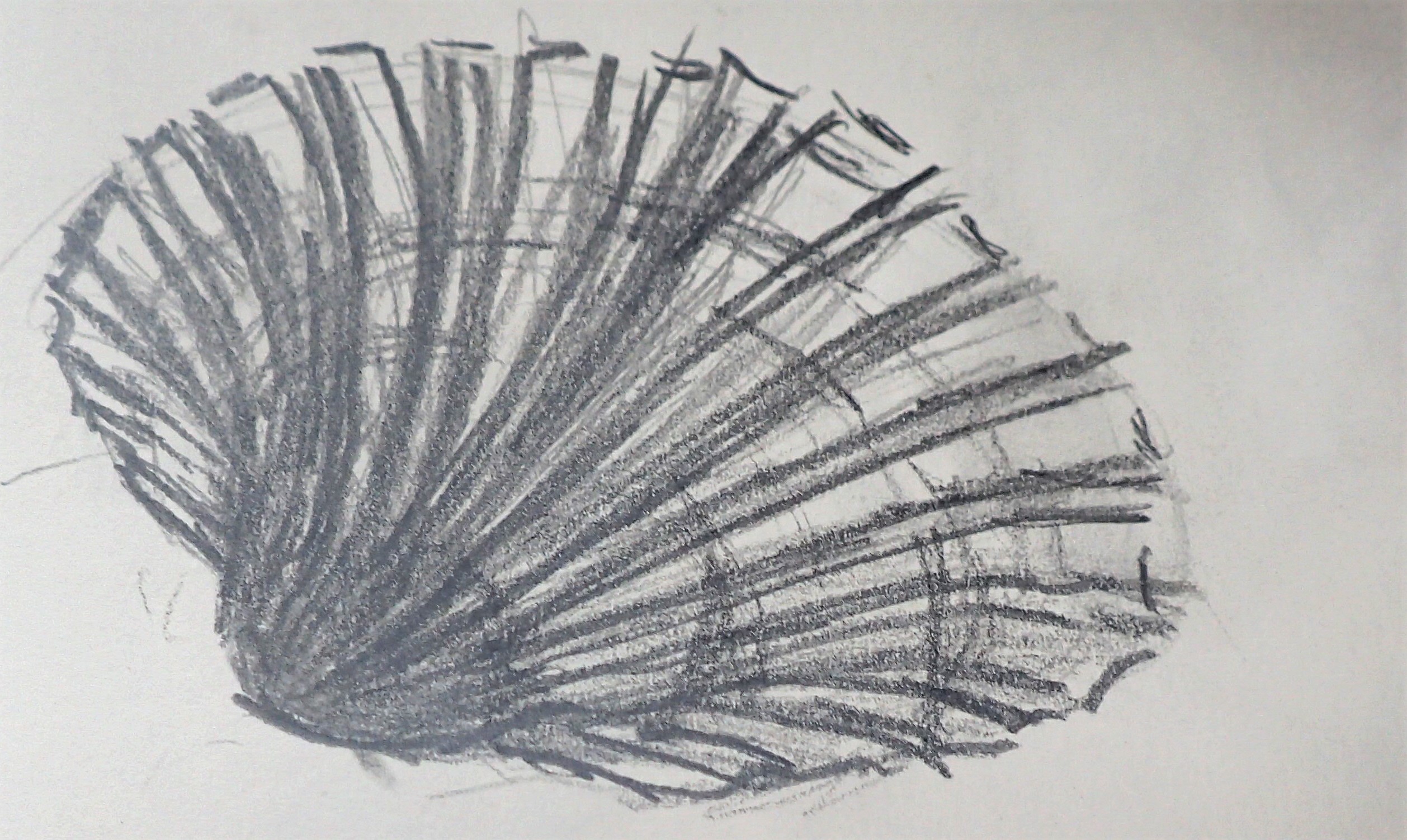 shell study clam