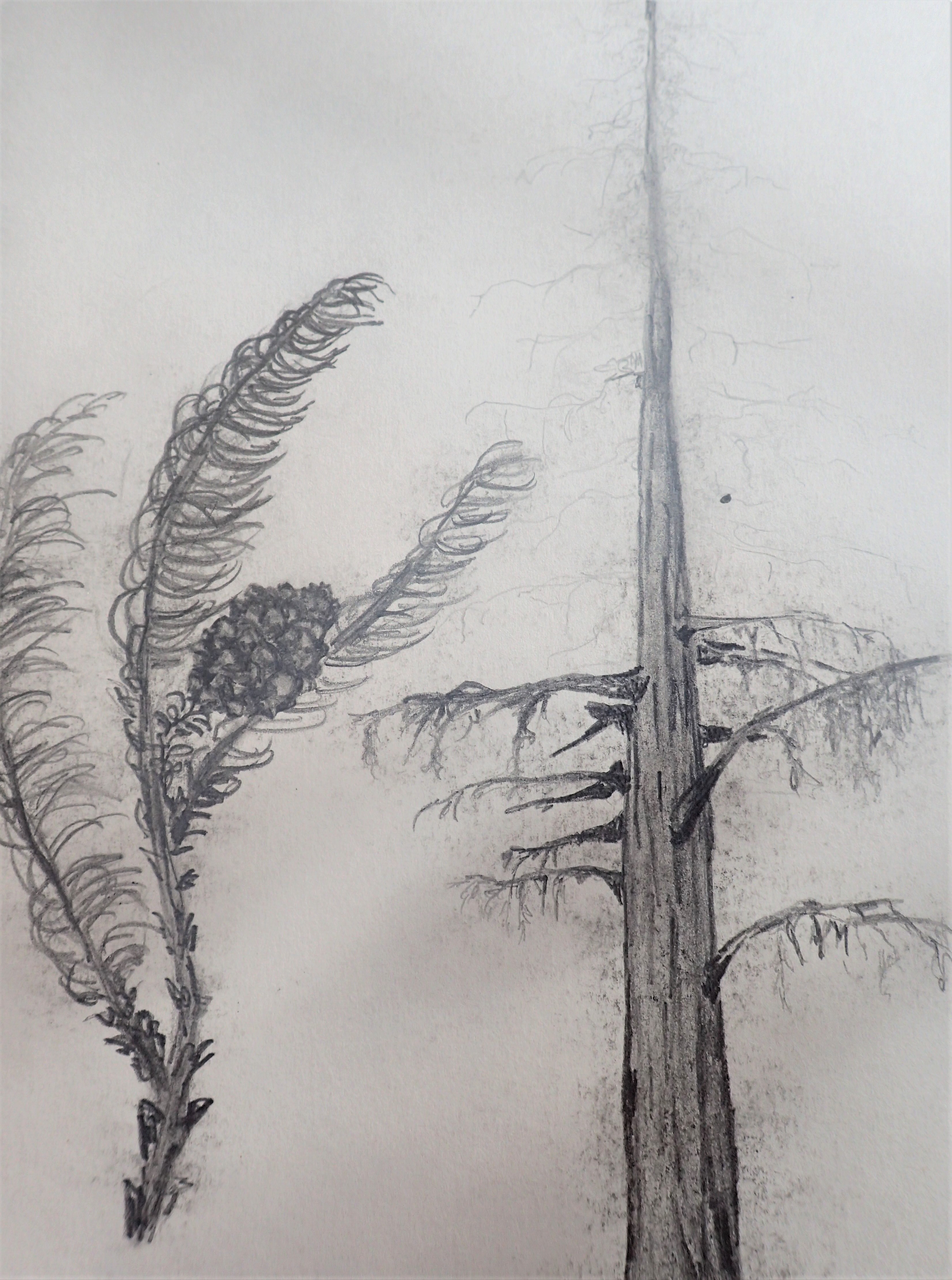 graphite study sequoia