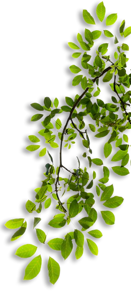 tree-limb-png-tree-branch-transparent-pn