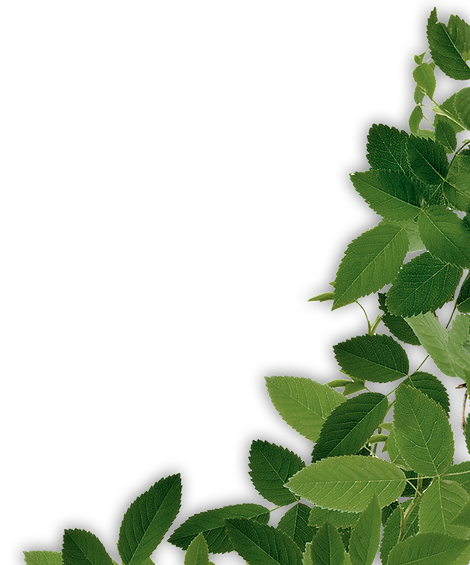 Green-Leaf-PNG-HD-Image.png