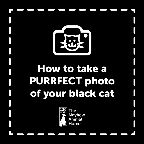 Mayhew-how-to-take-a-photo---gif.gif