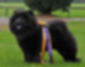 Ch Norskov Foni Baloni at Shasadee (Imp DNK)_edited.jpg