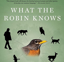 robin_edited.jpg