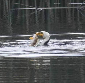 Billabonf cormorant fishing - VW.jpg