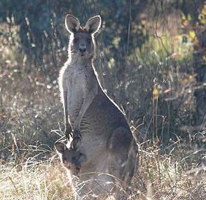 JRH Kangaroo with Joey 2024 - JH.jpg