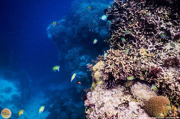Explore the flourishing Fish Sanctuary to dive into Bohol's vibrant marine paradise. Secure a Pamilacan island hopping tour package with Pearl Horizon Travel.