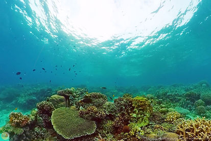 panglao-island-bohol-coral-reef-underwater-snorkeling-tour.jpg