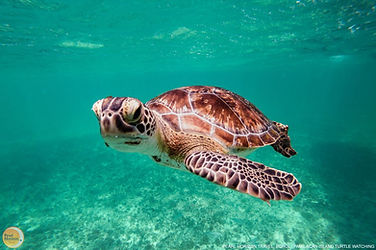 Swim alongside graceful sea turtles in the ocean. Secure your marine adventure on this exclusive Pamilacan island hopping tour package with Pearl Horizon Travel.