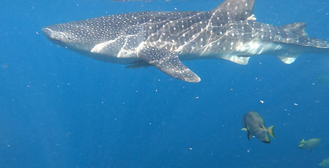 A giant spotted whale shark swims through deep blue ocean water alongside smaller fish in Oslob, Cebu.