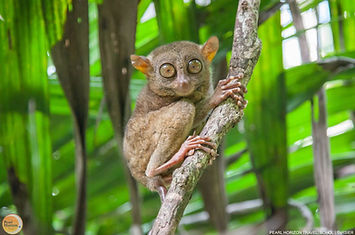Observe the Philippine tarsier in its natural habitat during your Bohol countryside tour. Pearl Horizon Travel reserves your access to this tranquil sanctuary.