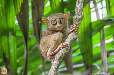 Observe the Philippine tarsier in its natural habitat during your Bohol countryside tour. Pearl Horizon Travel reserves your access to this tranquil sanctuary.