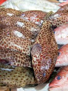 A vibrant display of fresh seafood in Boracay featuring spotted lapu-lapu and red snapper fish on ice, perfect for a traditional Filipino island d'talipapa dinner.
