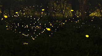 Golden fireflies dance against the dark silhouette of mangrove trees, offering a mesmerizing natural light show during a Bohol evening river cruise.