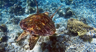 A majestic green sea turtle swims over a vibrant coral reef in the crystal-clear waters of Balicasag Island, a highlight of any Bohol island hopping tour.