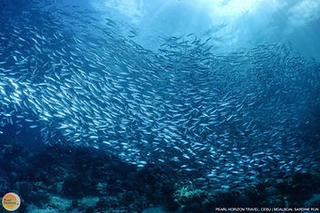 Snorkel through the massive, mesmerizing sardine run. Experience this spectacular ocean wonder on a Moalboal marine and reef tour with Pearl Horizon Travel.