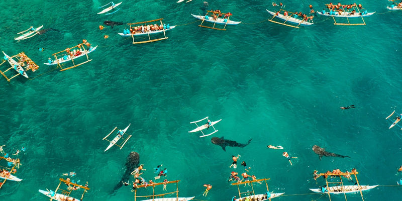An aerial view of outrigger boats and swimmers surrounding large whale sharks in turquoise ocean water off the coast of Oslob, Cebu.