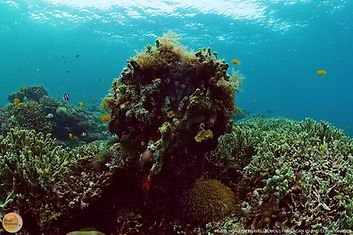 Discover the vibrant underwater Coral Garden for an unforgettable snorkeling journey. Book your Pamilacan island hopping tour package with Pearl Horizon Travel.
