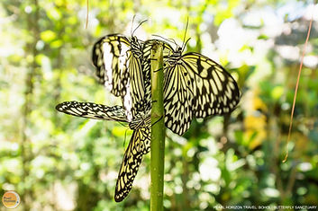 Discover vibrant wildlife at the Butterfly Sanctuary. Include this optional stop in your private Bohol countryside tour reserved by Pearl Horizon Travel today.