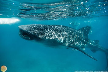 Close-up underwater shot of a magnificent whale shark, showcasing the incredible marine life encounters curated by Pearl Horizon Travel in Oslob.