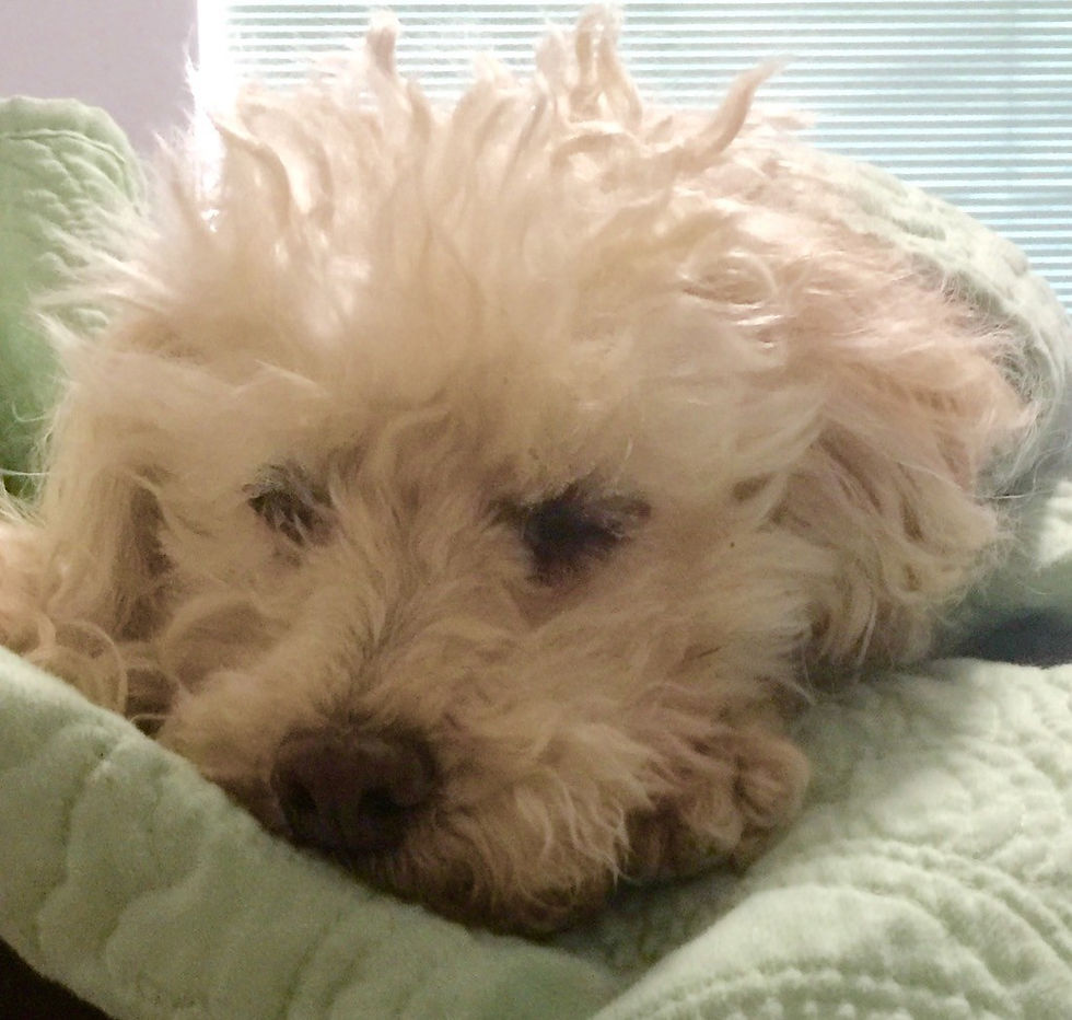 Jack is a senior dog our team cares for