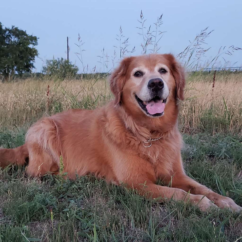 Golden retriever dog Bentley