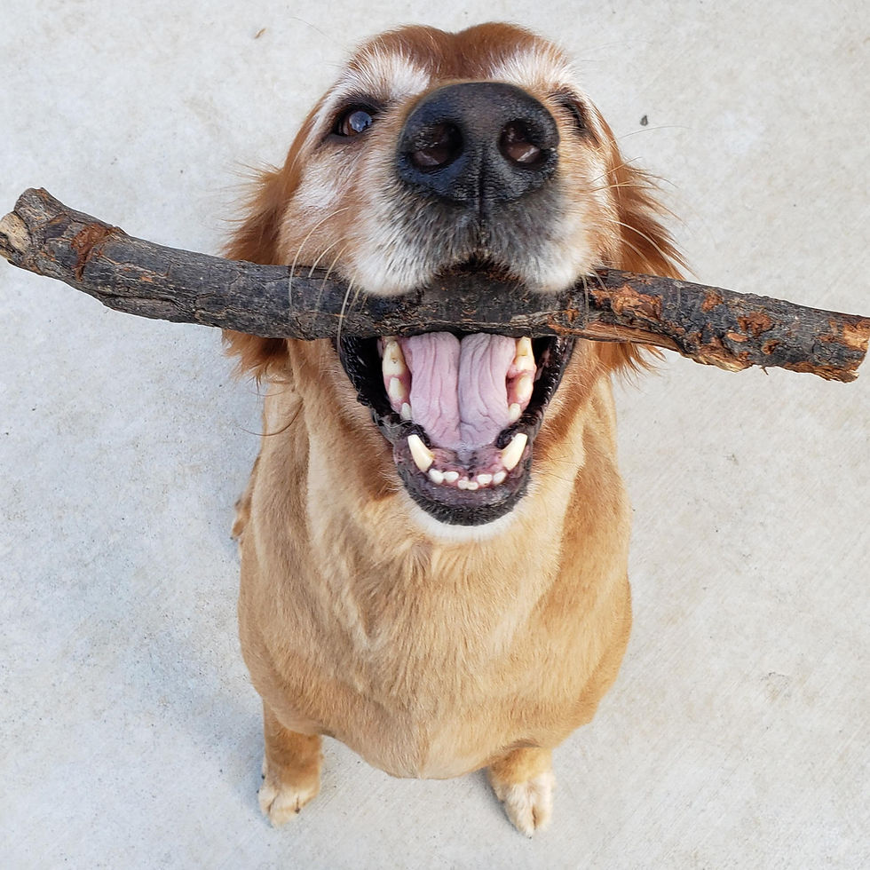 Paw-some Adventures: 3 Top Places to Hang Out with Your Dog in Fort Worth