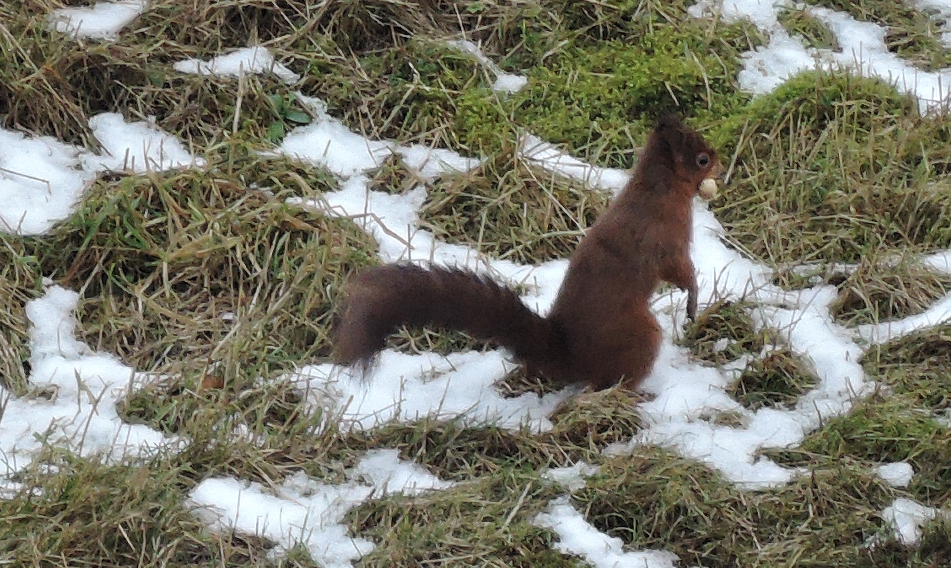 Squirrel