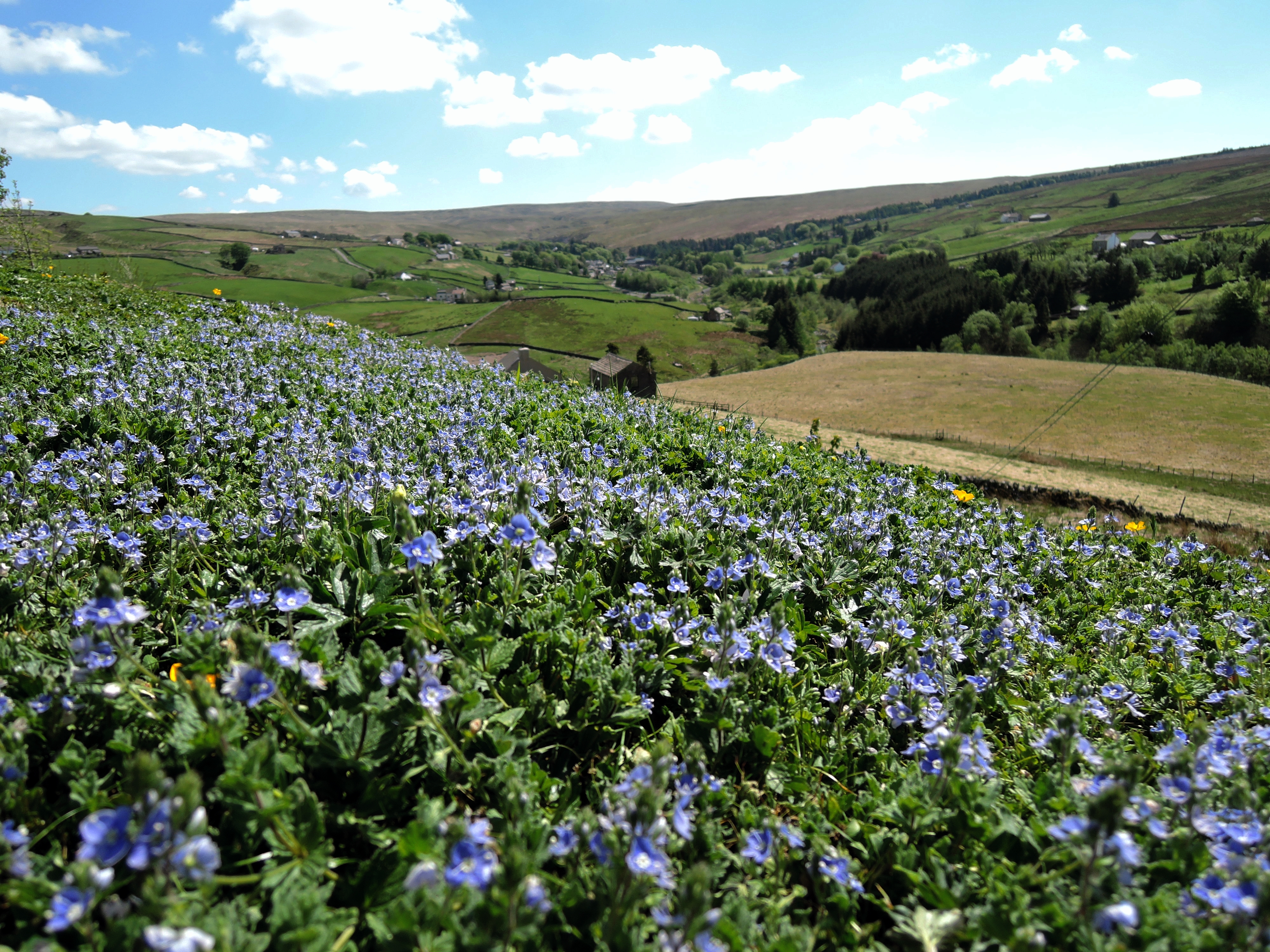 speedwell view