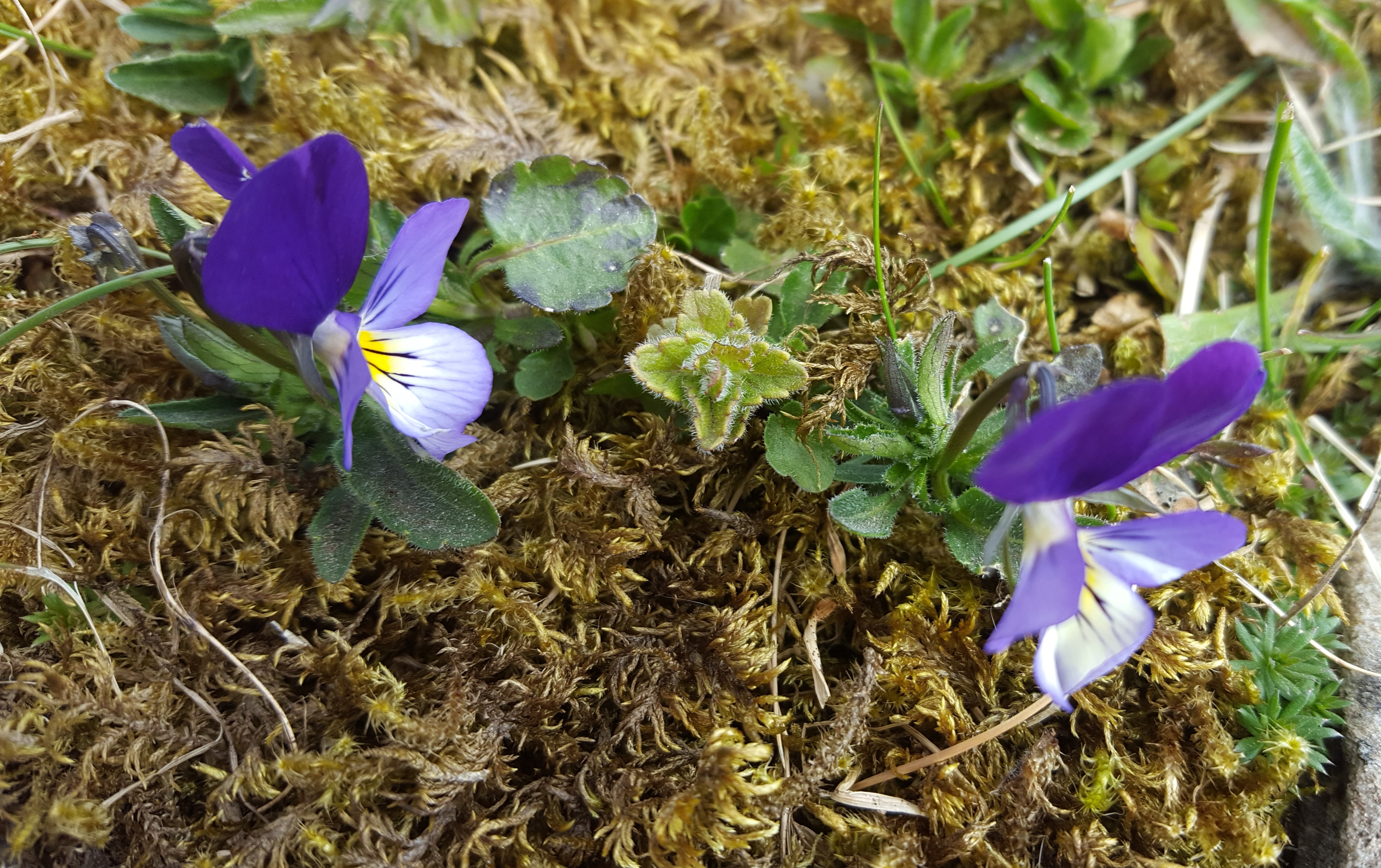 pansies