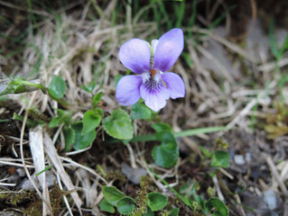 CARPETS OF SPRING FLOWERS SPRINGING UP!